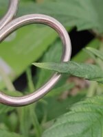 IMG_4751.jpeg