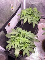 IMG_6916.jpeg