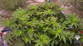 2026-10-07_aya-01_veg-w07d51_canopy_04.jpg