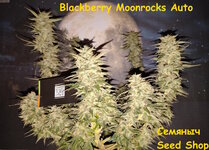 Blackberry Moonrocks Auto fem (AlphaFem Seeds)1.jpg