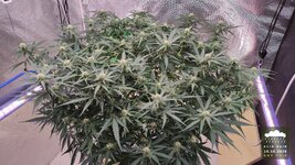 2026-10-10_acid-rain-01_flo-w08d54_canopy_02.jpg