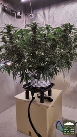 Acid Rain. Автик. Кокос. CannaCoco.