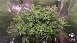 2026-10-15_aya-01_veg-w08d59_canopy_03.jpg