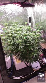 2026-10-16_aya-01_veg-w08d60_full_01.jpg