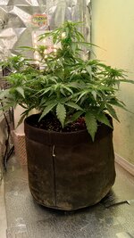 1000135540.jpg