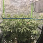 IMG_3141.jpeg