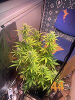 IMG_3215.jpeg