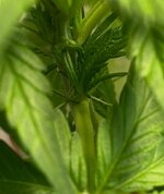 IMG_7402.jpeg