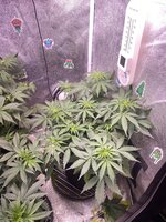 IMG_7003.jpeg