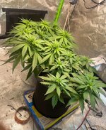 IMG_7413.jpeg