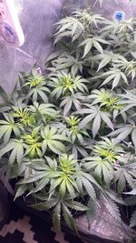 IMG_7036.jpeg