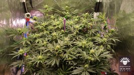 2026-10-18_aya-01_veg-w09d62_canopy_01.jpg
