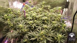 2026-10-20_aya-01_veg-w09d64_canopy_08.jpg