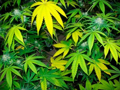jeltie-listiya-cannabisa.jpg jeltie-listiya-cannabisa.jpg