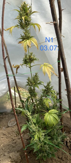 03.07.22N1.jpeg