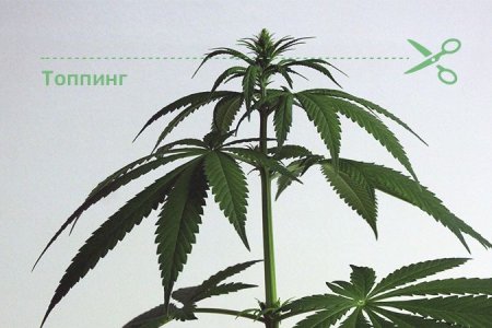 топпинг обрезка конопли топпинг обрезка конопли