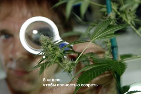 Окончание цветения конопли Окончание цветения конопли
