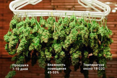 Сушка шишки конопли Сушка шишки конопли