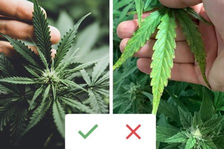 дефолиация обрезка конопли