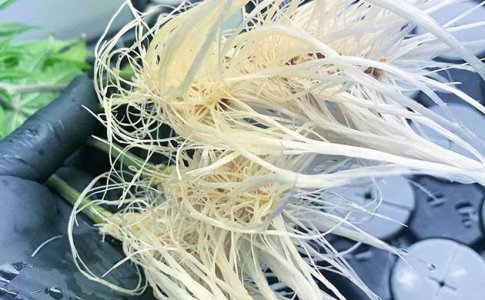 Благоприятные условия для корней конопли