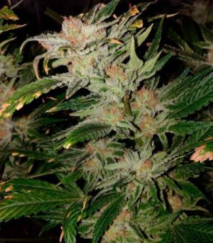 Skunk XL.jpg