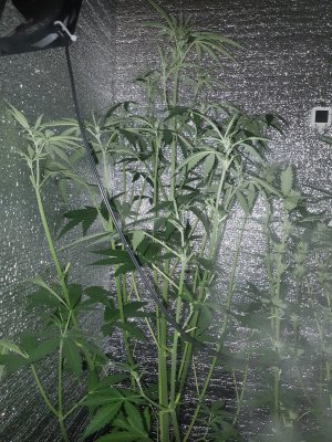 1lemon2607.jpg
