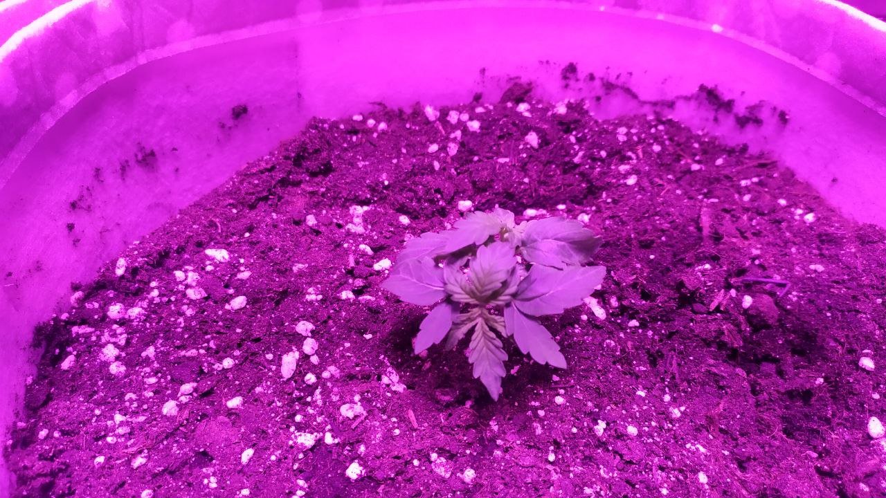 SLAH 1.jpg SLAH 1.jpg