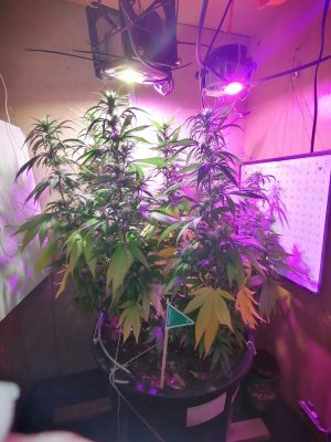 IMG_20220921_183846.jpg