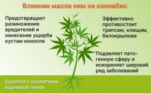 Использование масла ним для конопли Использование масла ним для конопли