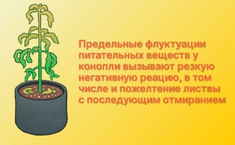 Недостаток или переизбыток питательный веществ у конопли Недостаток или переизбыток питательный веществ у конопли