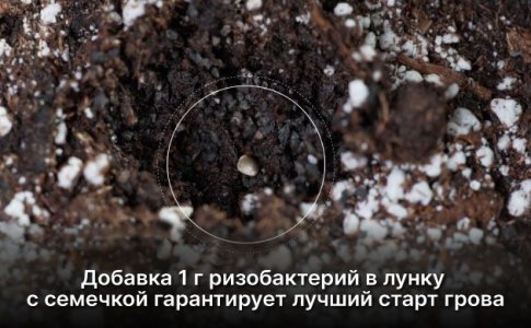 Как правильно применять ризобактерии Как правильно применять ризобактерии