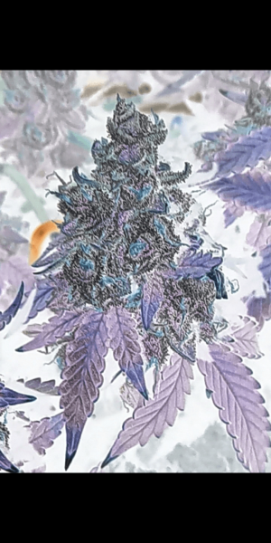 Screenshot_20221005-084121.png