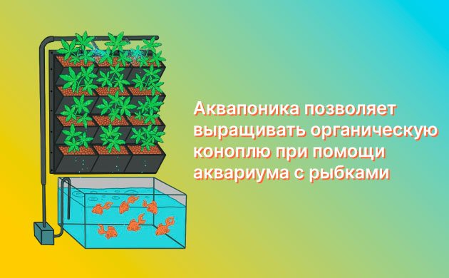Выращивание конопли в аквапонике Выращивание конопли в аквапонике