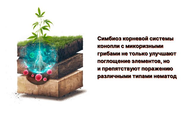 Микориза – лучший друг корней конопли Микориза – лучший друг корней конопли