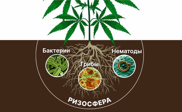 Почвенная пищевая сеть и процветание растений Почвенная пищевая сеть и процветание растений