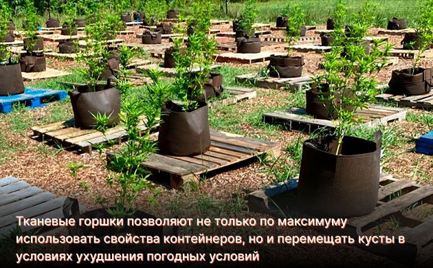 Открытый грунт или контейнеры для конопли Открытый грунт или контейнеры для конопли