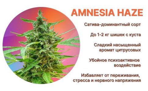 описание сорта Amnesi Haze