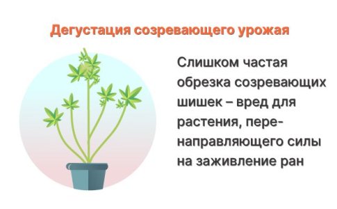 попробовать шишки конопли
