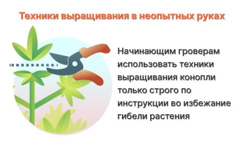 Неправильное применение техник выращивания конопли