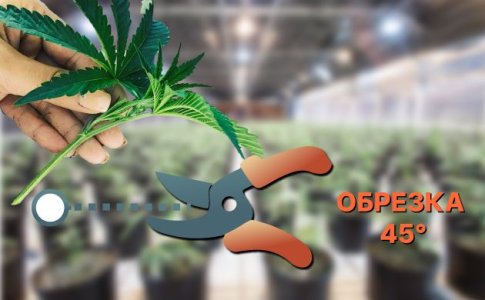 Обрезка черенка для клонирования марихуаны Обрезка черенка для клонирования марихуаны