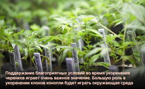 стимуляторы корнеобразования для клонирования марихуаны стимуляторы корнеобразования для клонирования марихуаны