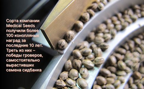 сорта Medical Seeds сорта Medical Seeds