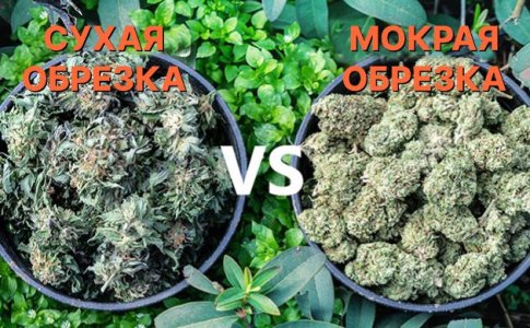 Мокрая и сухая обрезка шишек конопли