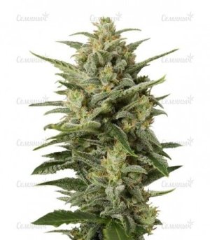 Cheese XXL Autoflowering.jpg Cheese XXL Autoflowering.jpg