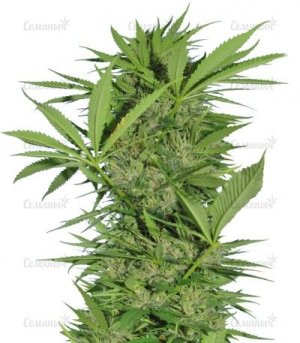 Easy Sativa.jpg Easy Sativa.jpg