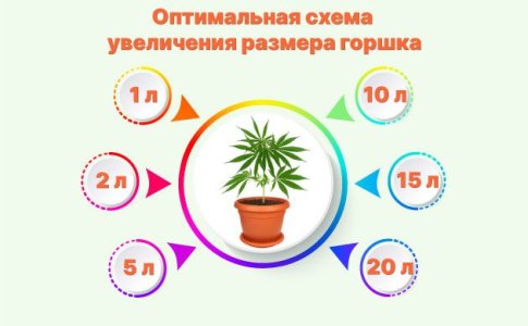 Сколько раз нужно пересаживать коноплю