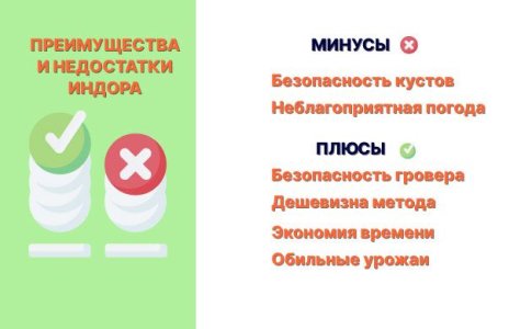 Преимущества и недостатки выращивания конопли в индоре Преимущества и недостатки выращивания конопли в индоре