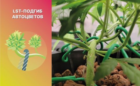 LST-подгиб автоцветов LST-подгиб автоцветов
