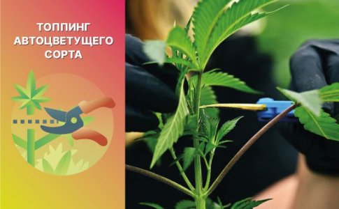 Топпинг автоцветов Топпинг автоцветов