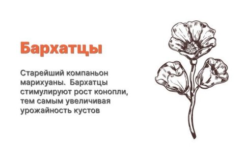 Компаньоны для конопли - бархатцы